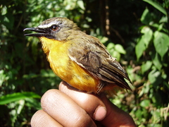 Cossypha isabellae