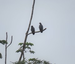 Helicolestes hamatus