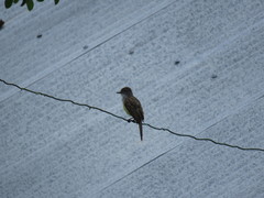 Myiarchus tuberculifer