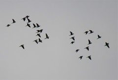 Orthopsittaca manilatus