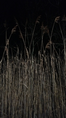 Phragmites australis