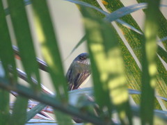 Todirostrum maculatum