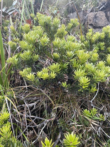 Podocarpus brevifolius, 2025-03-13