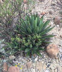 Agave nickelsiae