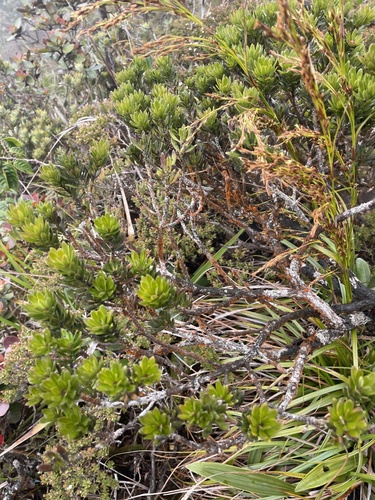 Podocarpus brevifolius, 2025-03-13