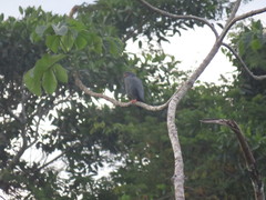 Buteogallus schistaceus