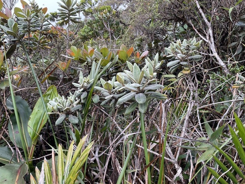 Scaevola verticillata