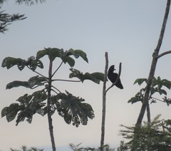 Cephalopterus ornatus