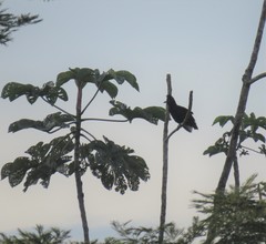 Cephalopterus ornatus