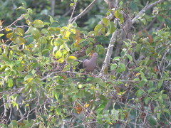 Patagioenas subvinacea