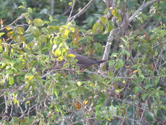 Patagioenas subvinacea