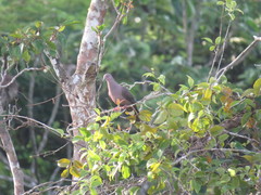 Patagioenas subvinacea