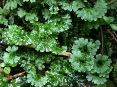 Hymenophyton