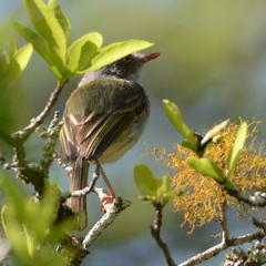 Hemitriccus margaritaceiventer