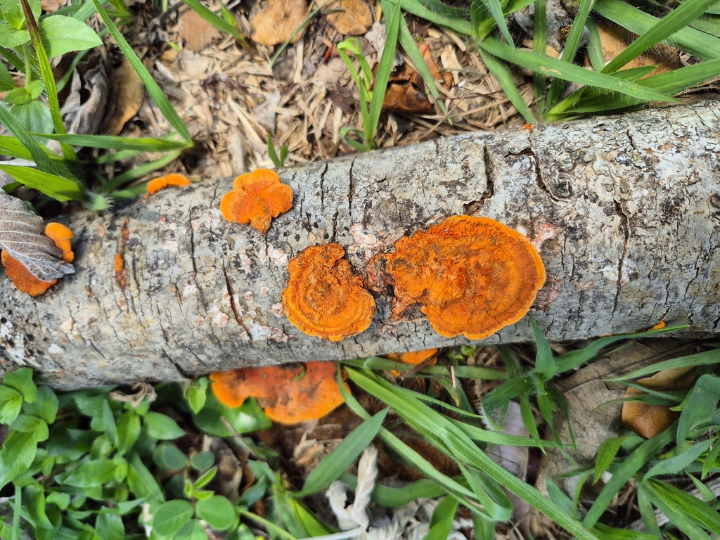 Trametes sanguinea · October 2025 · photo: © arthur-bruck (iNaturalist, cc-by)