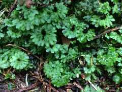 Hymenophyton