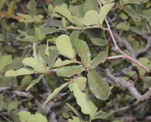 Quercus potosina