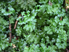 Hymenophyton