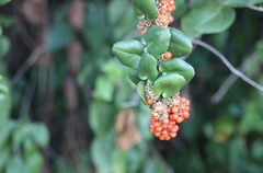Ercilla syncarpellata