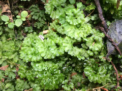 Hymenophyton