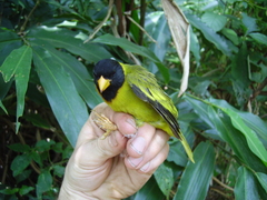 Linurgus olivaceus