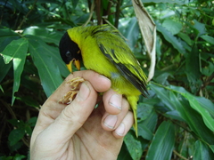 Linurgus olivaceus