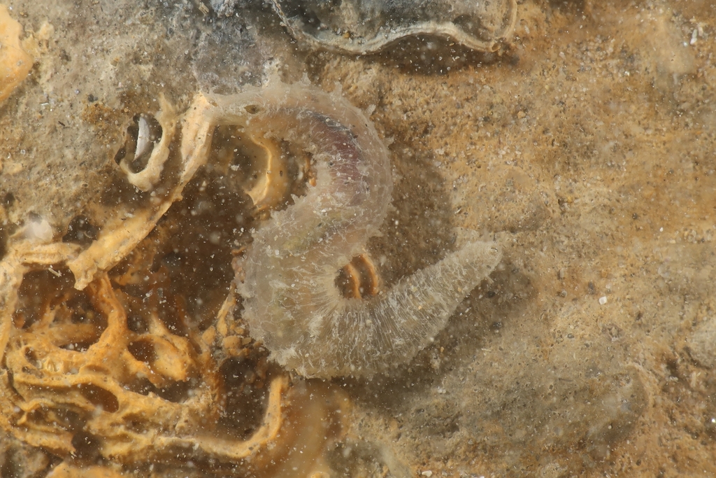 Pherusa plumosa