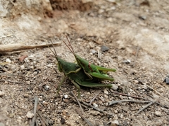 Sphenarium mexicanum