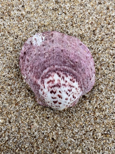 Spondylus nicobaricus observed 2025-10-17