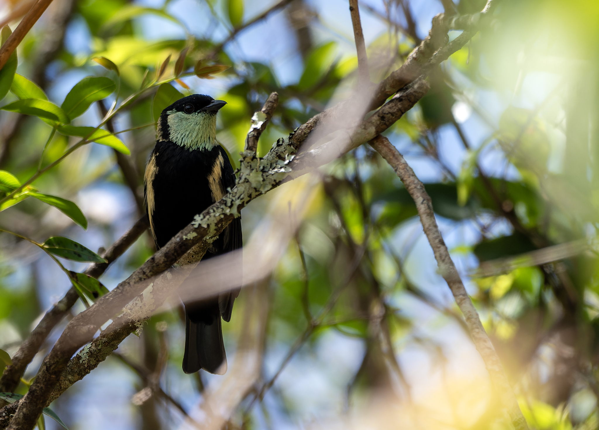 Straw-backed Tanager (Stilpnia argyrofenges), photo 1