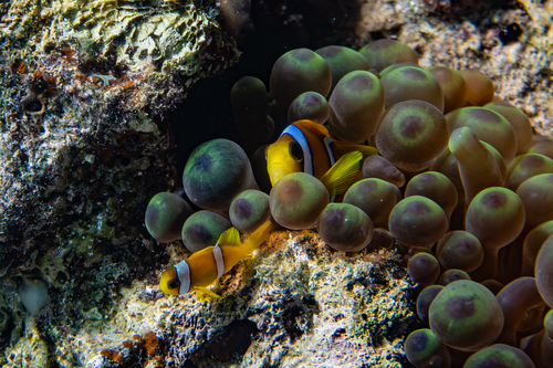 Photo of Two-band anemonefish (Amphiprion bicinctus)