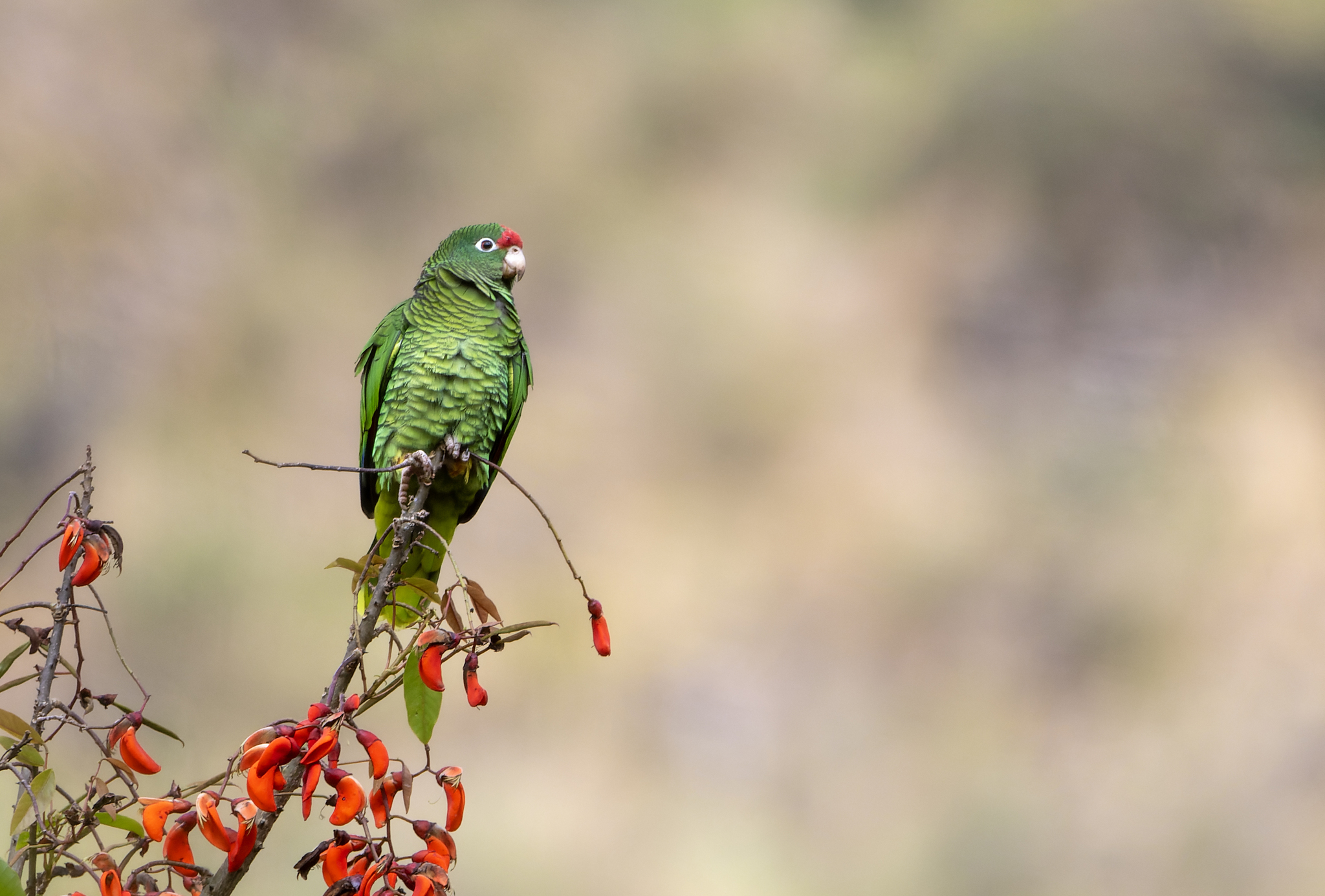 Tucuman Amazon (Amazona tucumana), photo 10