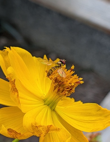Unknown species found near Redmont Park, Birmingham, AL, USA