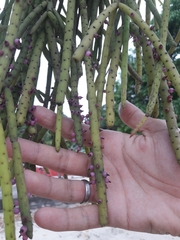 Rhipsalis grandiflora