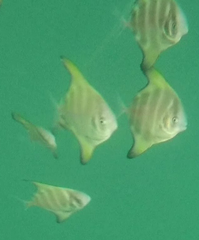 Parastromateus niger