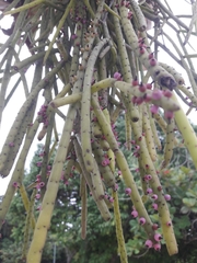 Rhipsalis grandiflora