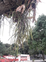 Rhipsalis grandiflora