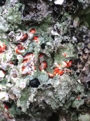 Mycoblastus sanguinarius