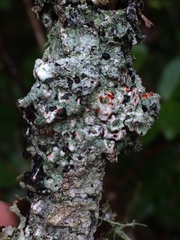Mycoblastus sanguinarius