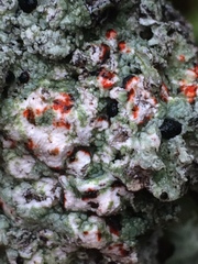 Mycoblastus sanguinarius