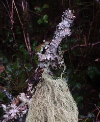 Mycoblastus sanguinarius