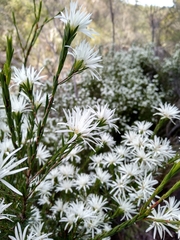 Pseudanthus pimeleoides