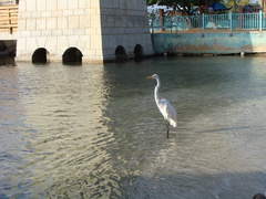Ardea alba