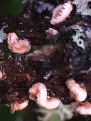 Aleurodiscus grantii