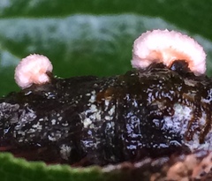 Aleurodiscus grantii