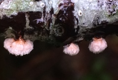 Aleurodiscus grantii