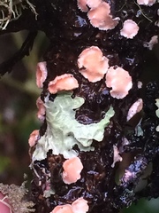 Aleurodiscus grantii