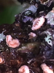 Aleurodiscus grantii