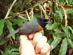 Terpsiphone rufiventer neumanni