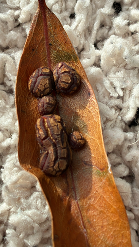 Unknown species found near Richland County, US-SC, US